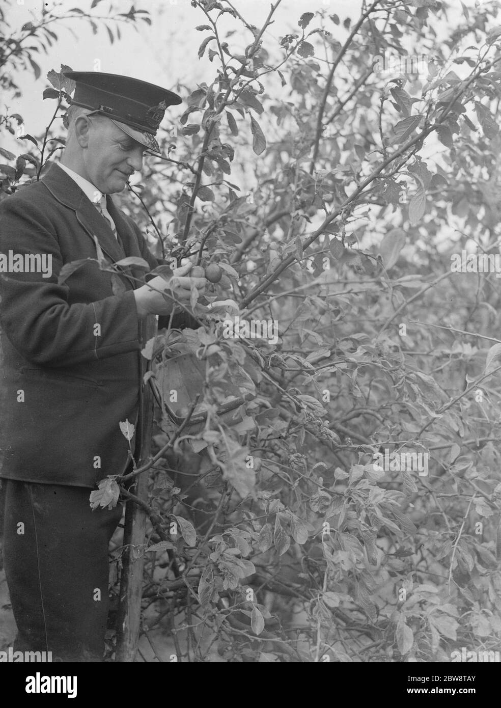 Postino MR A raffreddamento di un albero , in Chislehurst , Kent picking pulms . 1935 Foto Stock