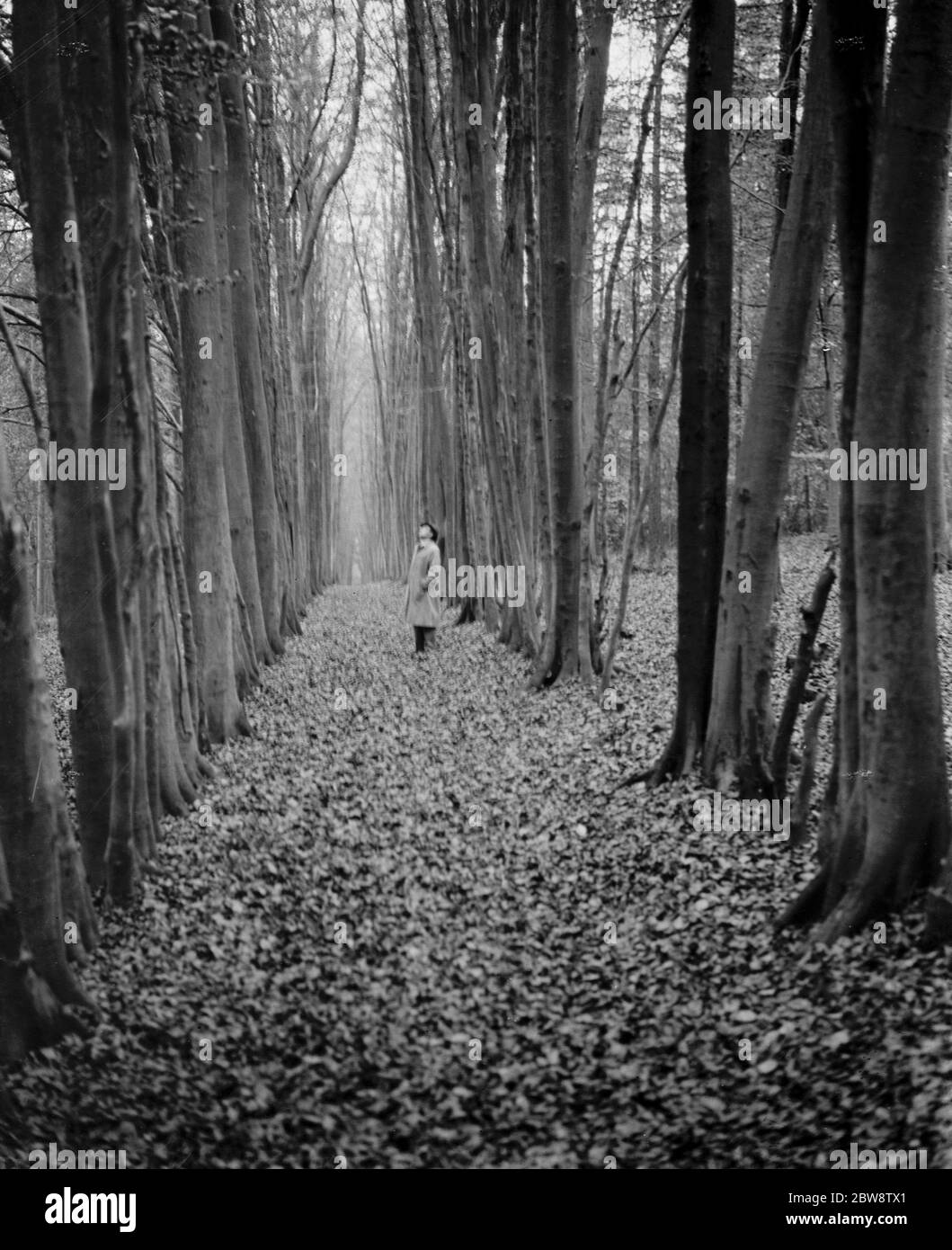 Un uomo si trova in un viale di faggi in un bosco . 1938 Foto Stock