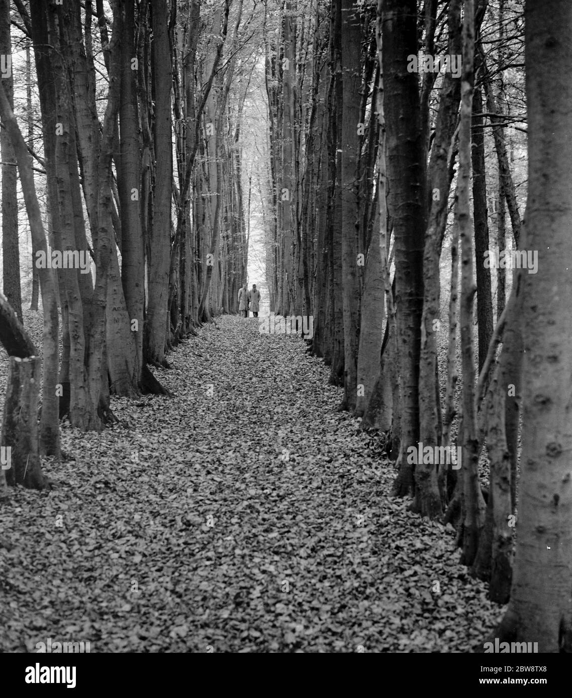 Due uomini che camminano attraverso un viale di faggi in un bosco . 1938 Foto Stock