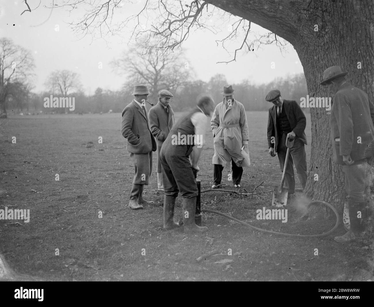 Un controllore di peste inietta Cyanogas nelle radici dell'albero per sbarazzarsi di vermin durante una dimostrazione agli agricoltori . 1936 Foto Stock