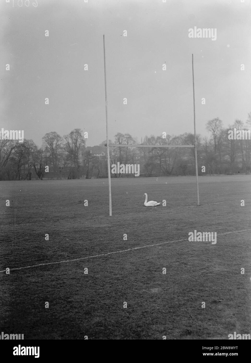 Un cigno si trova tra i pali di rugby di un campo di rugby allagato. 1937 Foto Stock