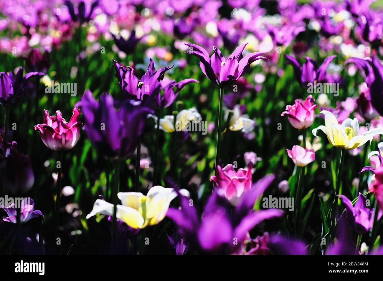 Tulip bed 9 (Purple Dream & Budlight & Sanne cultivar) al Canadian Tulip Festival 2020 (COVID annullato), Ottawa, Ontario, Canada. Foto Stock