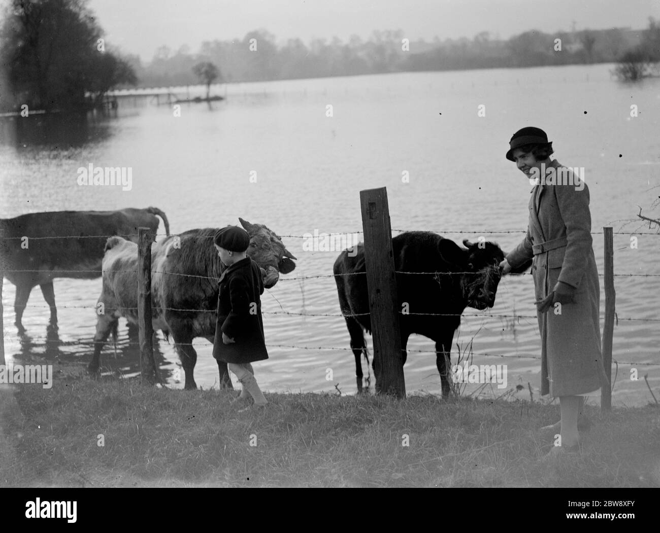 I bovini bloccati si ritirano nei terreni più alti per evitare i campi allagati nella Valle del Darunh . 1936 Foto Stock