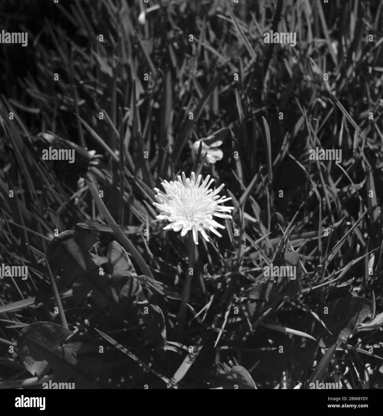Un dente di leone tra le lame di erba . 1939 Foto Stock