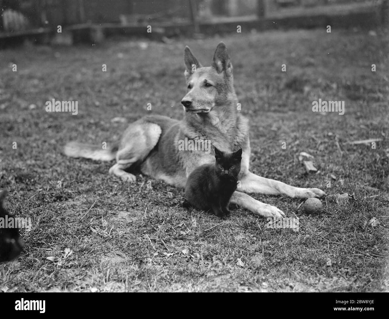Un piccolo gatto nero si coccola fino ad un alsaziano . 1939 Foto Stock