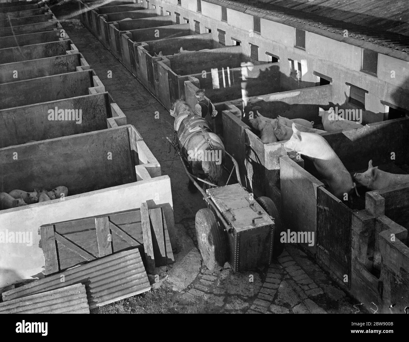 Il carro di mash che esegue il guanto di scrofe affamate nello stie del maiale a tripes Farm , Orpington , Kent . 1936 Foto Stock