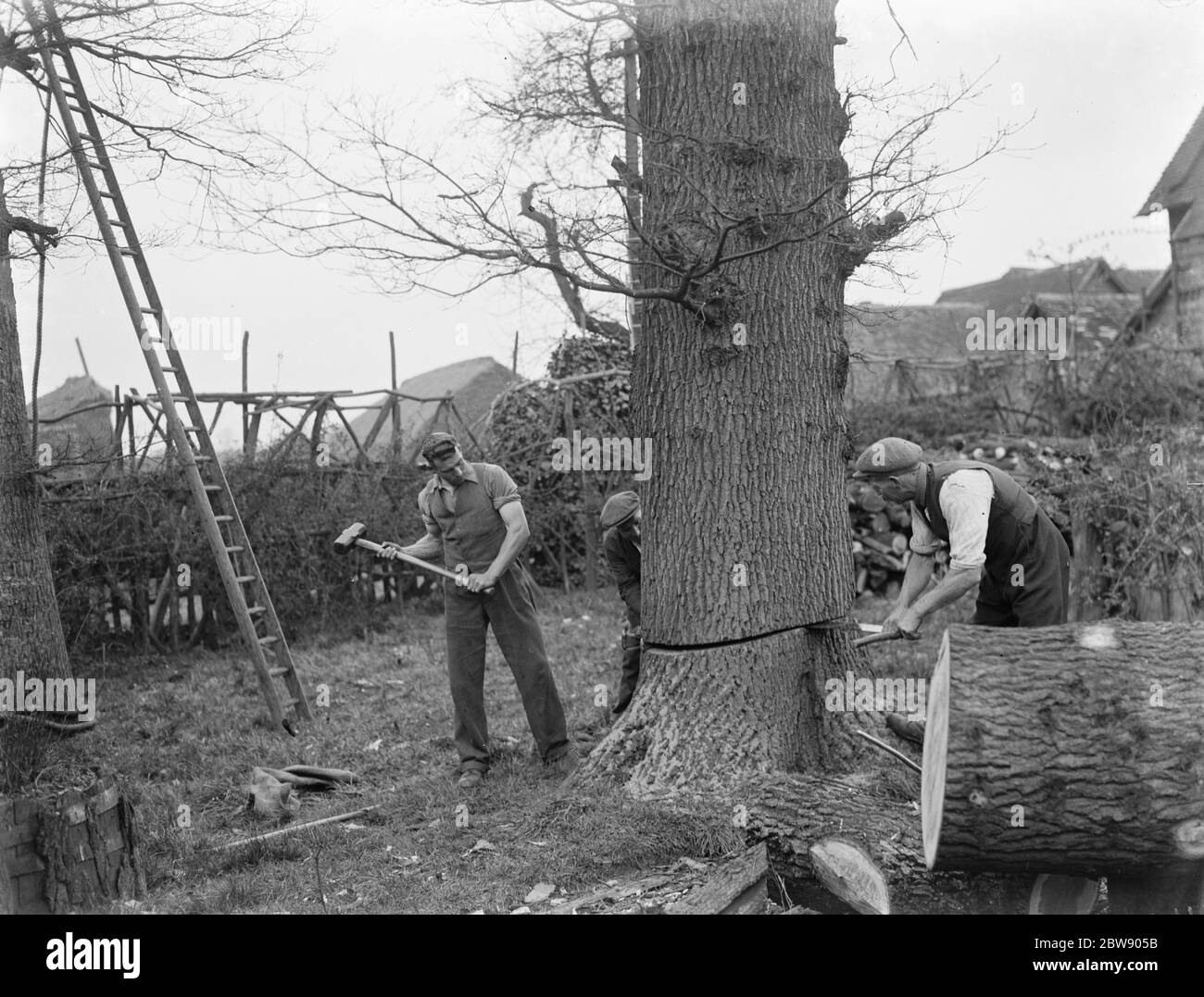 Lavoratori per H & M Dolley , il mercante del legno , abbattimento alberi a Stansted , Londra . 1937 Foto Stock