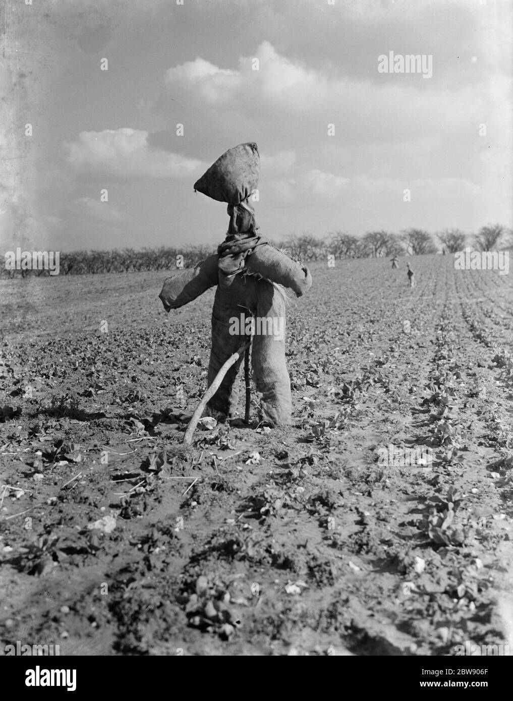 Uno scradrow in un campo . 1937 Foto Stock