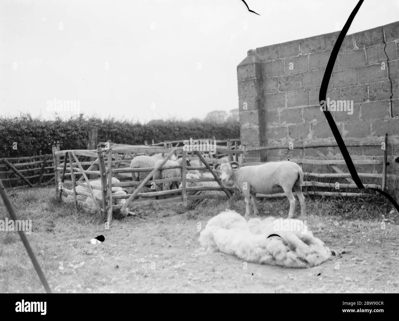 Pecora che pecora a Wrotham , Kent . 1 giugno 1967 Foto Stock