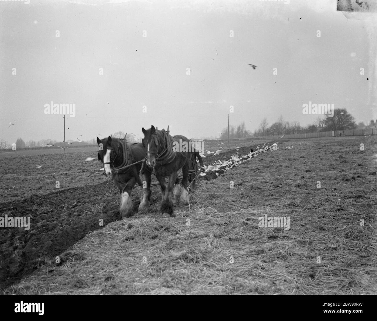 I gabbiani si sono arenati per festeggiare i vermi che sono stati affiorati da un agricoltore che arava il campo con i suoi cavalli a Dartford , Kent . 1939. Foto Stock