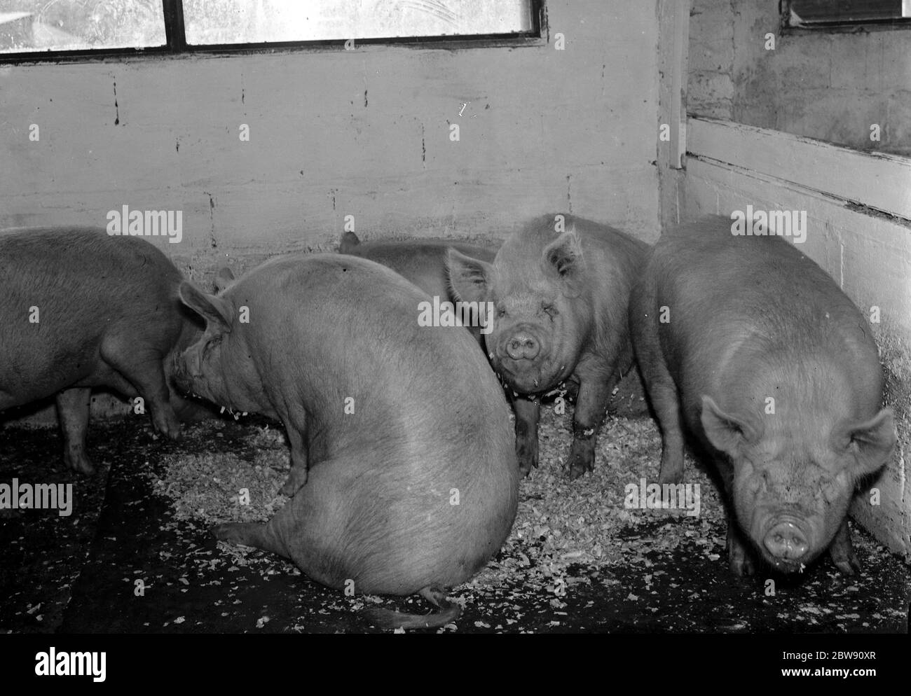 Suini nel fienile di Hales Pig Farm a Footscray , Kent . 21 giugno 1937 Foto Stock