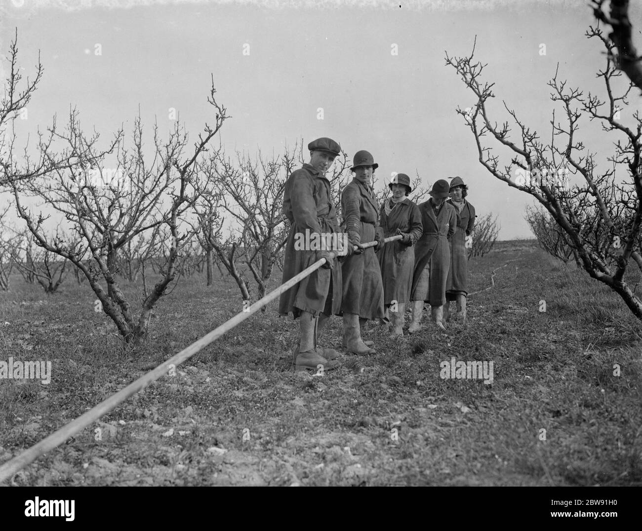 Posa di tubazioni per spruzzare alberi da frutto a Farningham , Kent . 1938 Foto Stock