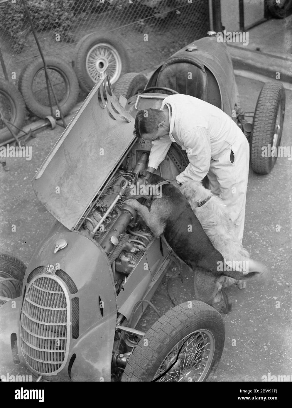 Un pilota da corsa e due cani controllano il motore di una vettura da corsa . 1939 Foto Stock