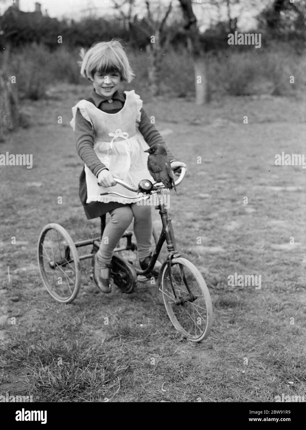 Little Ann Bowers giocando sul suo triciclo con il suo jackdaw zoppo seduto sul manubrio . Eynsford, Kent . 21 marzo 1938 Foto Stock