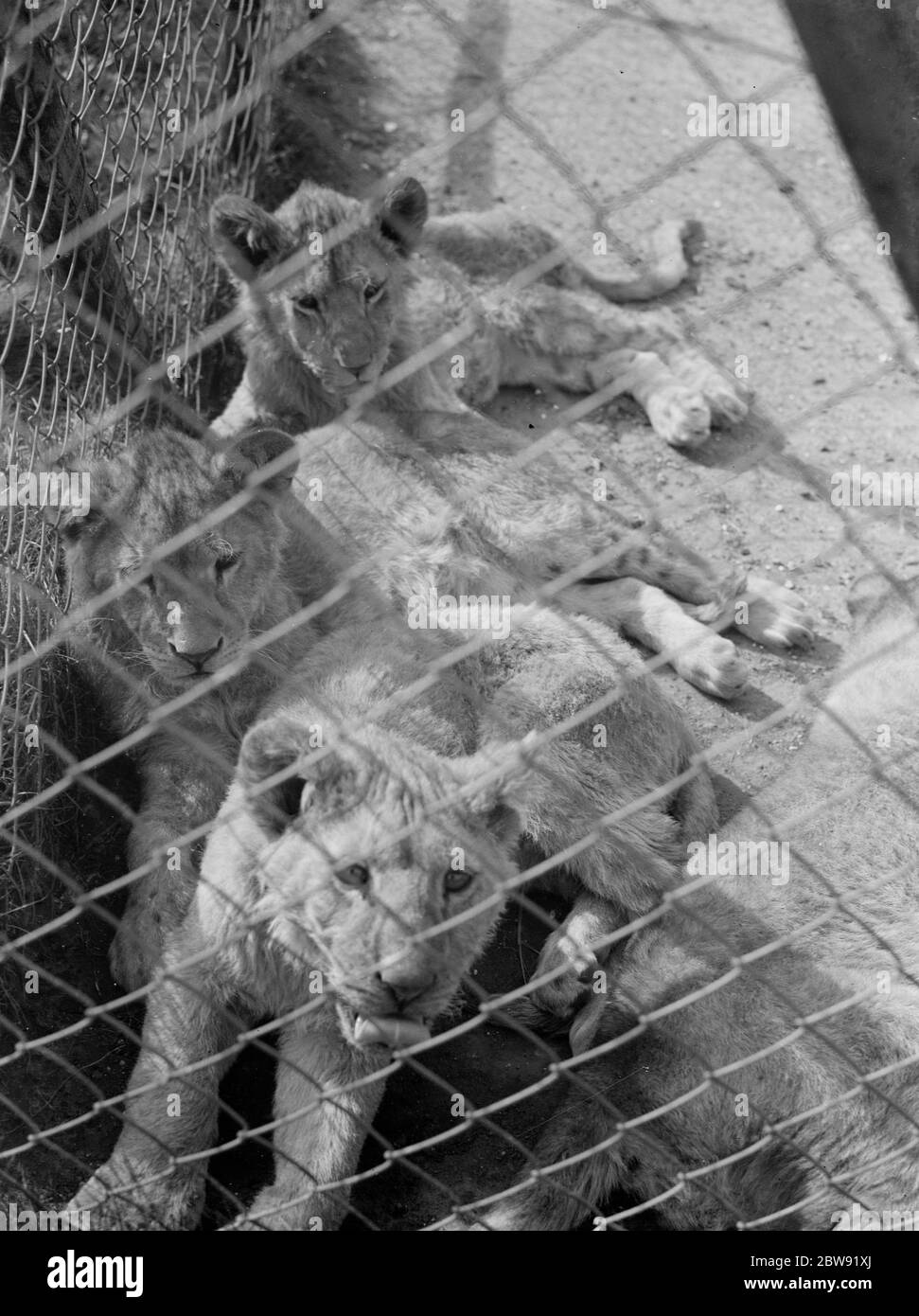 Circo leone cuccioli rilassarsi al sole . 1938 Foto Stock