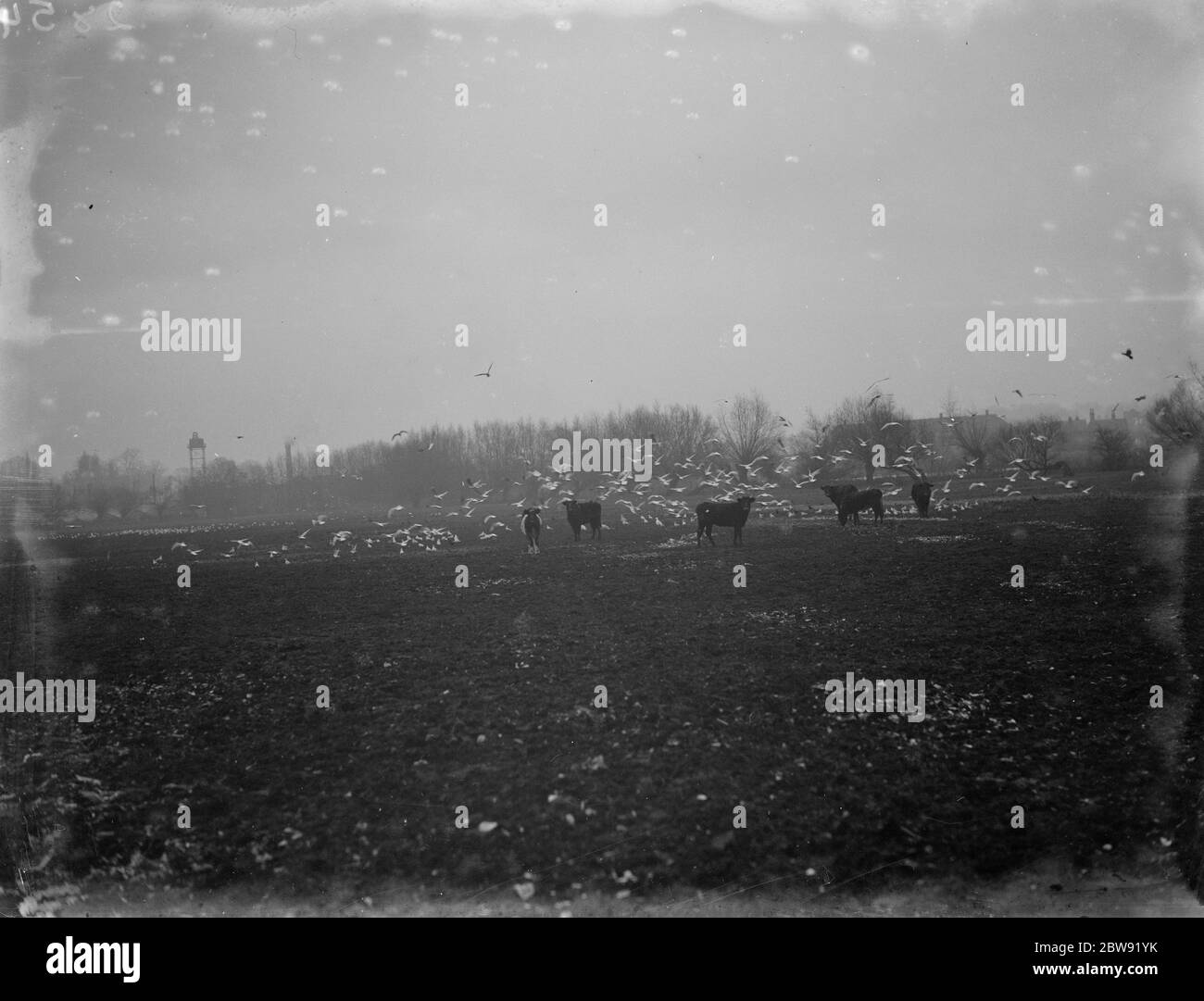 Le mucche pascolano mentre i gabbiani condividono lo stesso campo per atterrare in New Road . 1936 Foto Stock