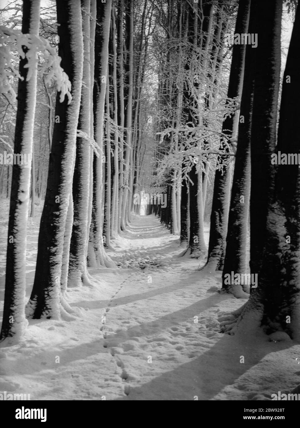 Il viale dell'albero delle api ad alti Elms nel Kent coperto di neve . 1939 Foto Stock