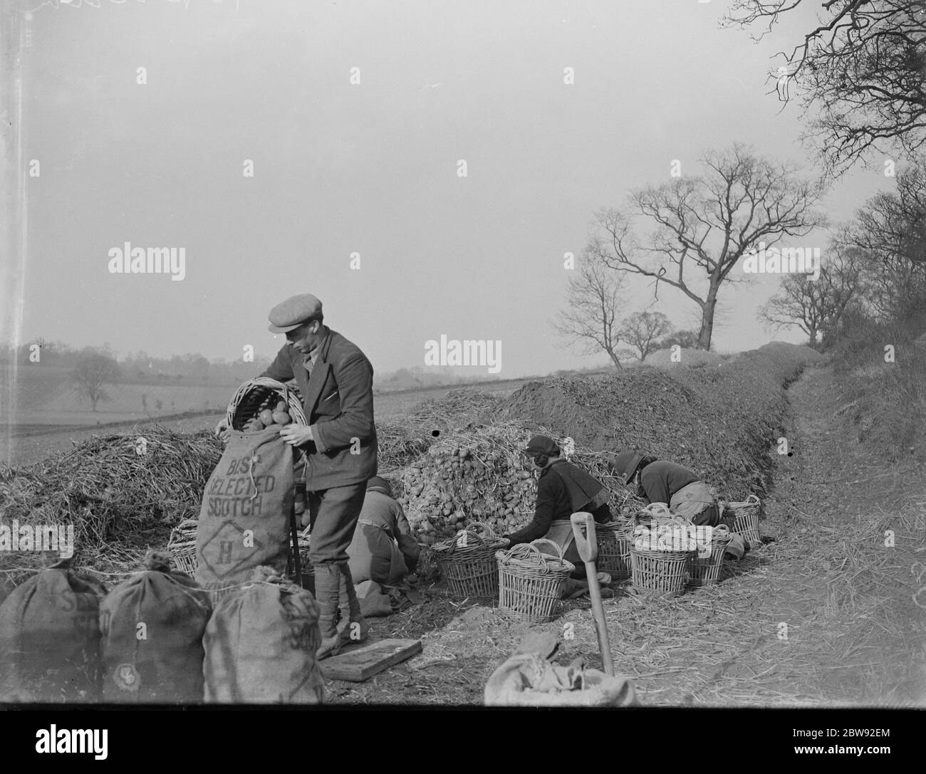 Gli operai di fattoria stanno caricando le patate nei sacchi ad un morsetto della patata. 1939 Foto Stock