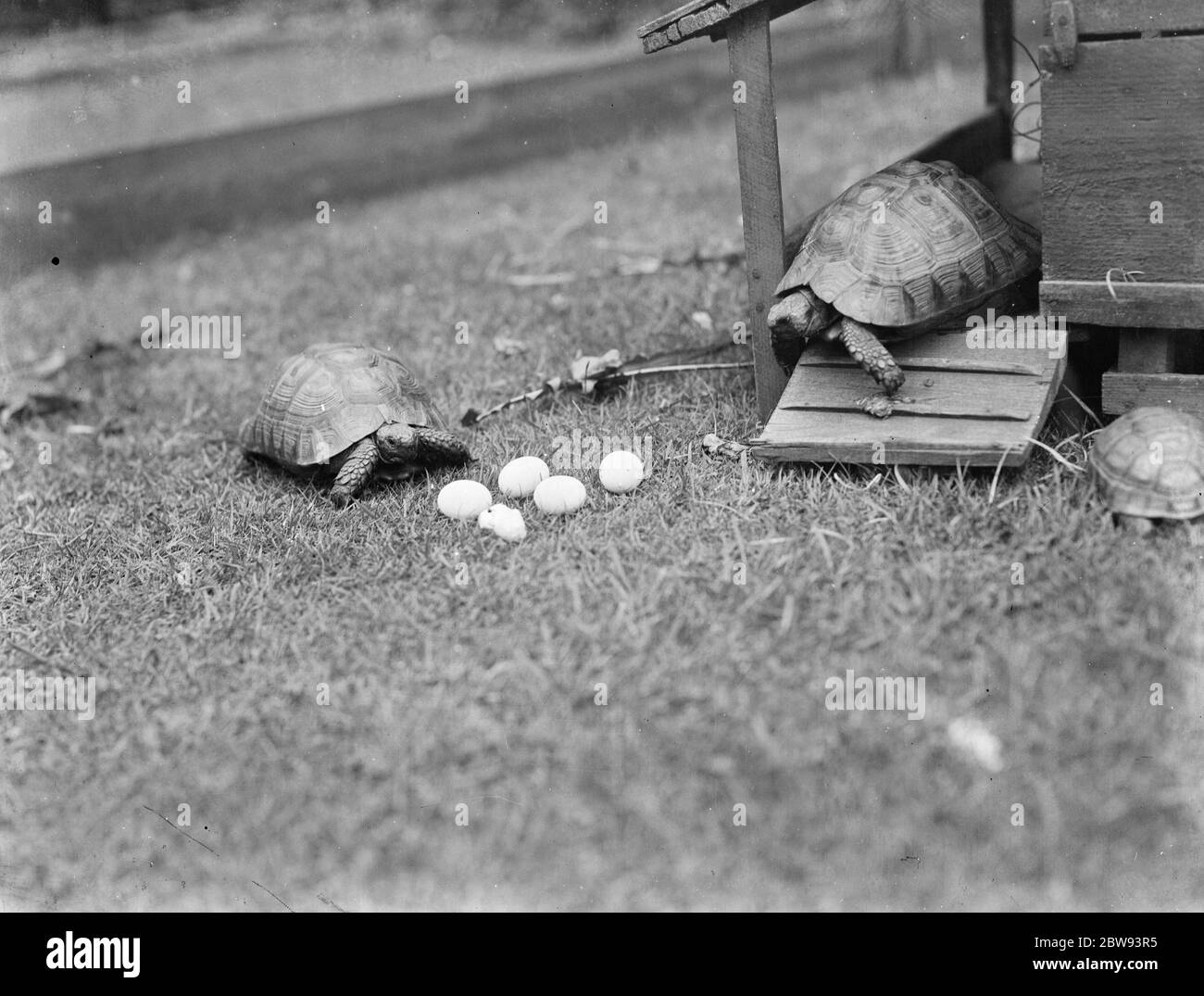 Un paio di tartarughe con le loro uova sul prato. 1939 Foto Stock
