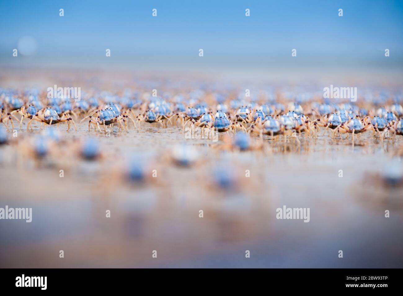 Soldier Crabs on in selective focus the Move a Fraser Island, Queensland, Australia. Foto Stock