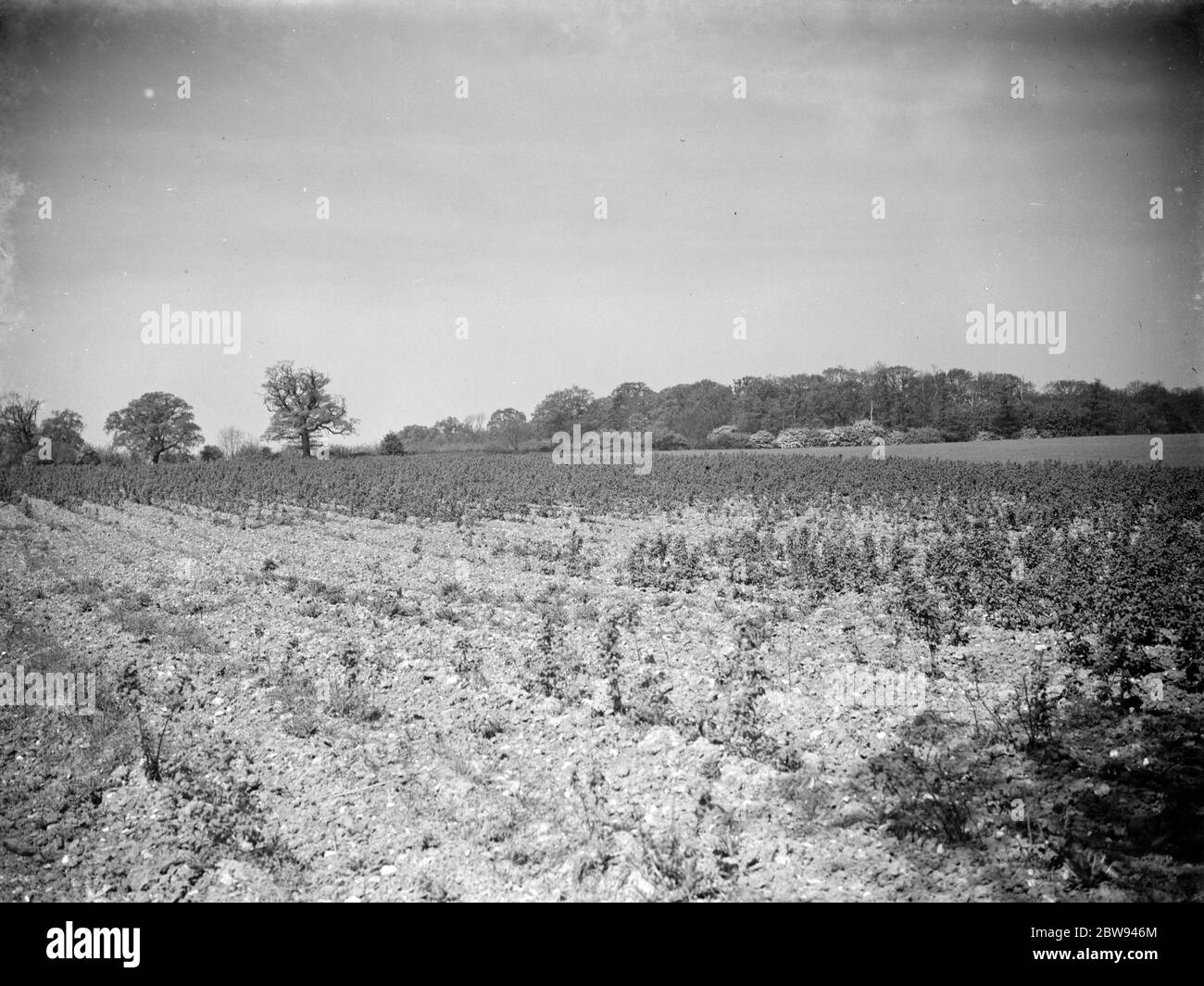 Piantagione di lamponi rovinata dalla siccità . 1938 . Foto Stock