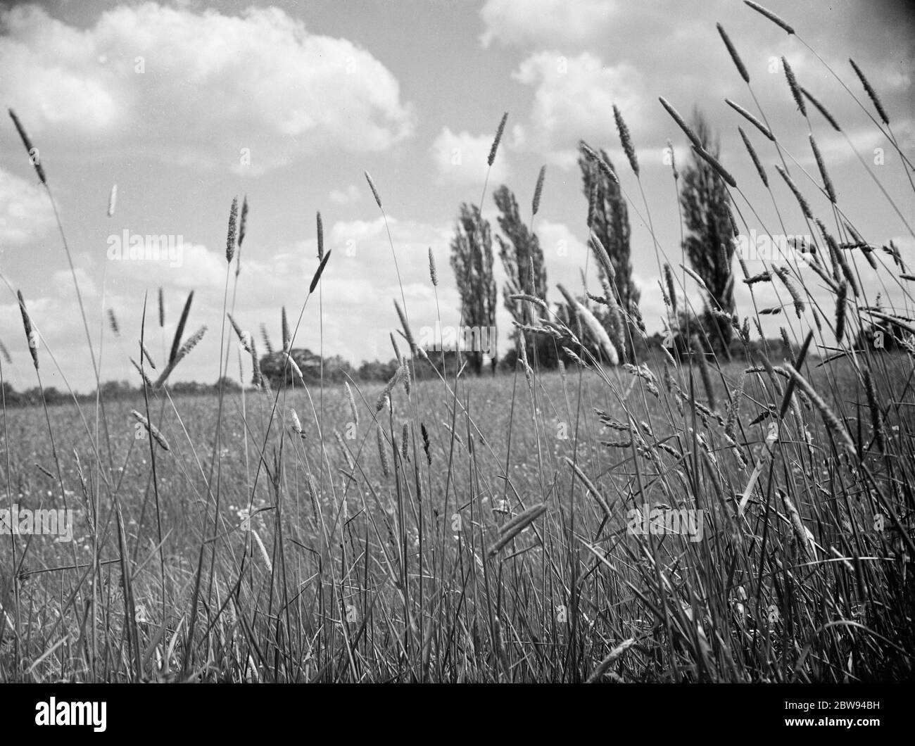 Un campo utilizzato in studi sull'erba . 1938 Foto Stock