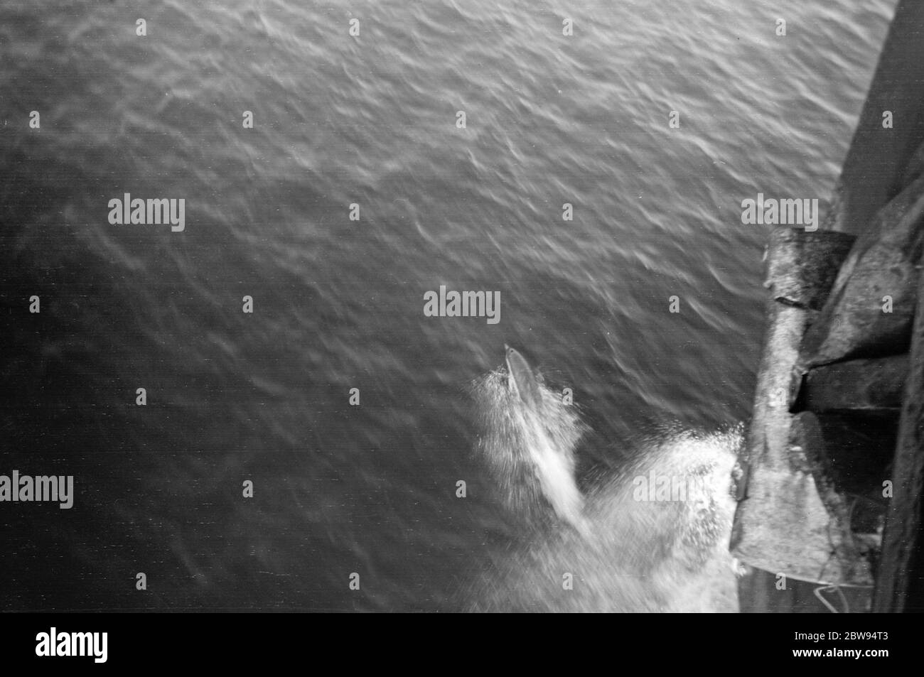 Delfini che scortano la truppa britannica passando per Gibilterra . 1936 Foto Stock