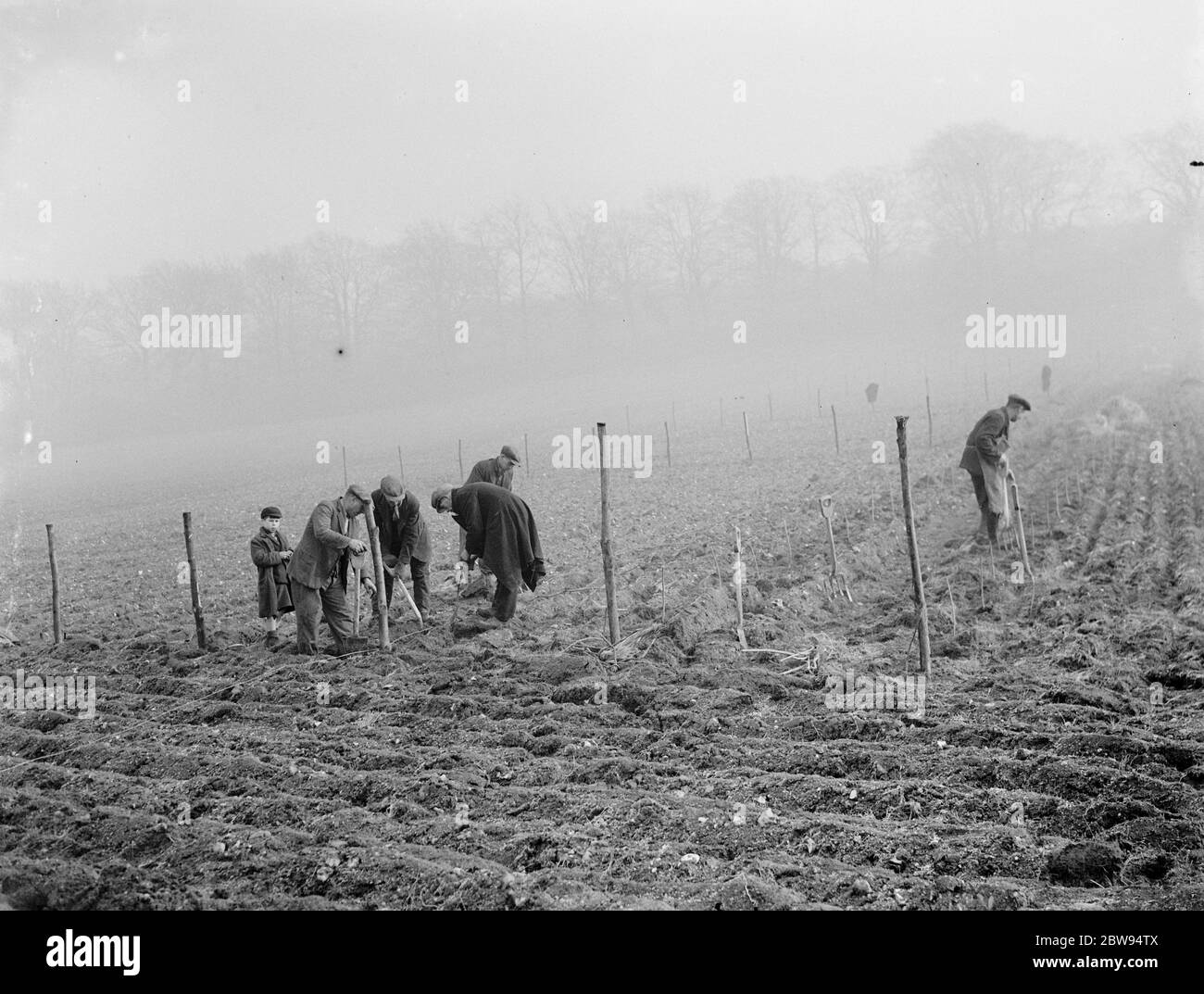 Piantando alberi di gelso per i bachi da seta . 1936 . Foto Stock