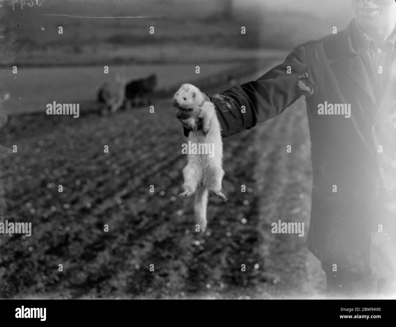 Caccia di coniglio con un furetto . 1937 Foto Stock