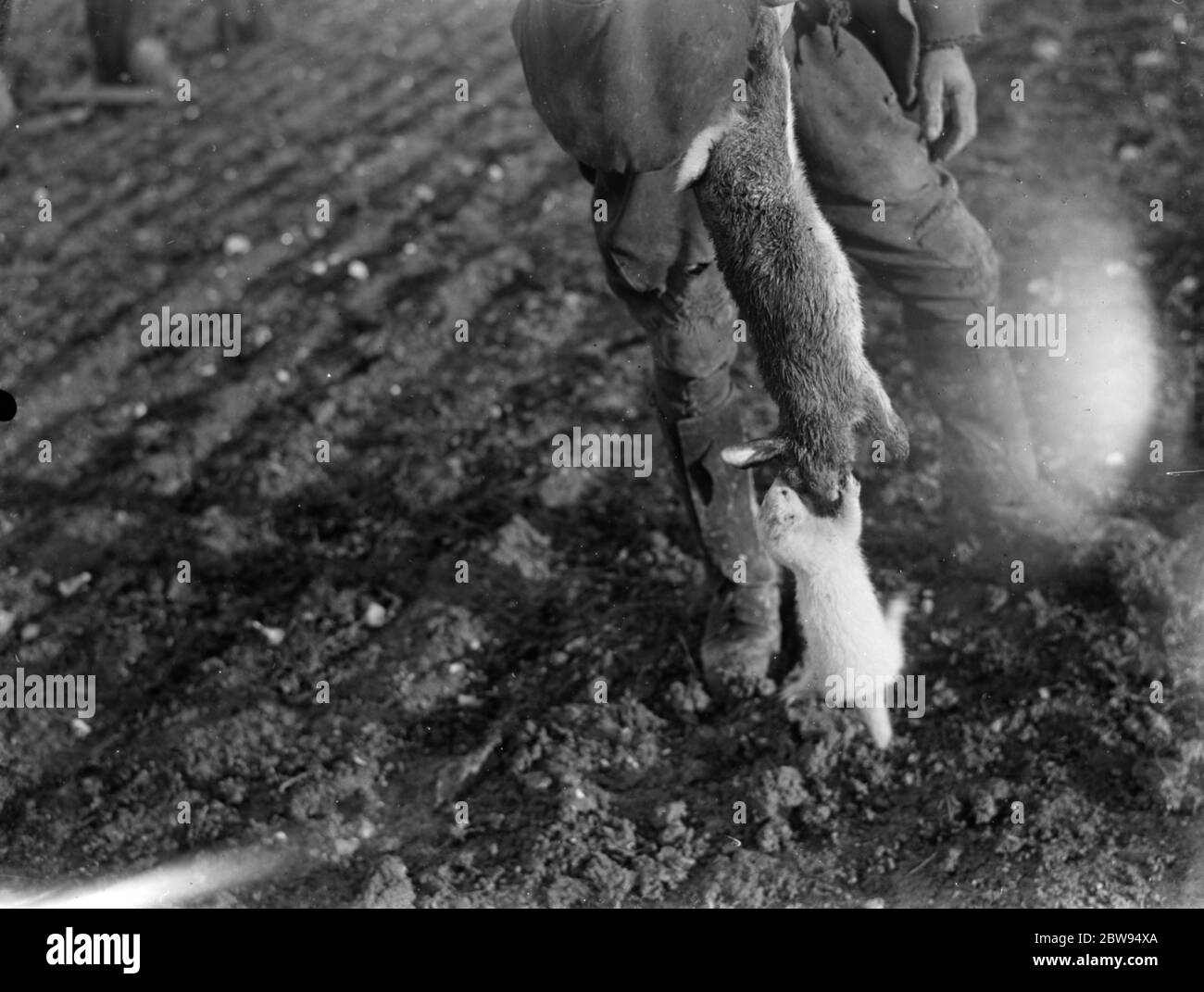 Caccia di coniglio con un furetto . 1937 Foto Stock