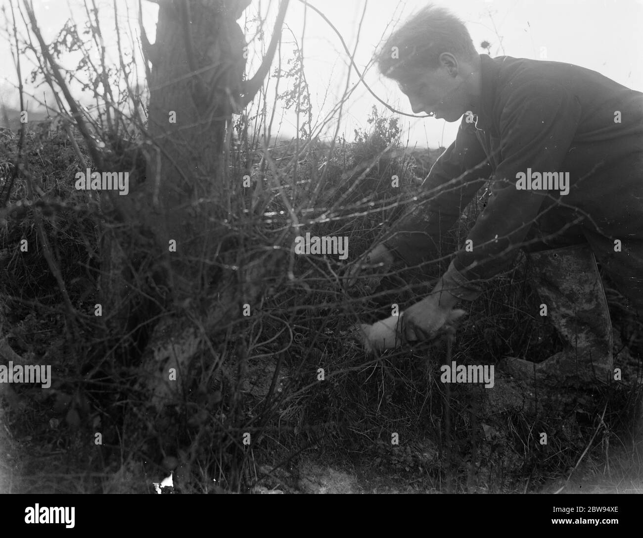 Caccia di coniglio con un furetto . 1937 Foto Stock