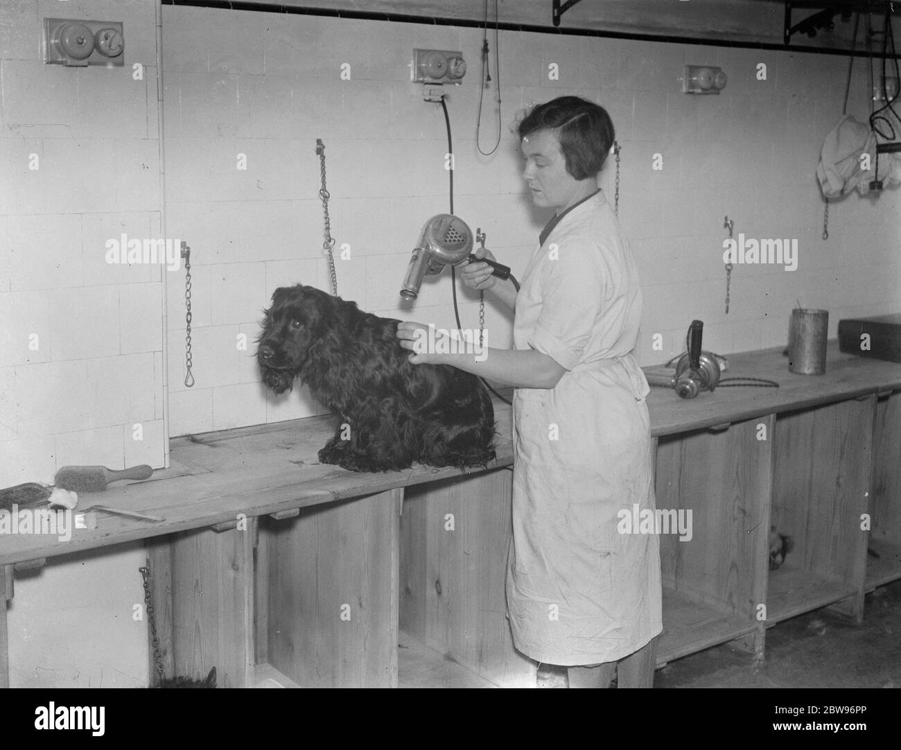 Massaggio elettrico e asciugatura per ingressi a Crufts show . I migliori cani del mondo sono ora in preparazione per l'apertura della mostra di cani Crufts alla Royal Agricultural Hall , Londra , il cane più grande del mondo . Un cocker Spaniel che viene massaggiato elettricamente e asciugato in un salone di Londra del cane per lo spettacolo. 8 febbraio 1932 Foto Stock