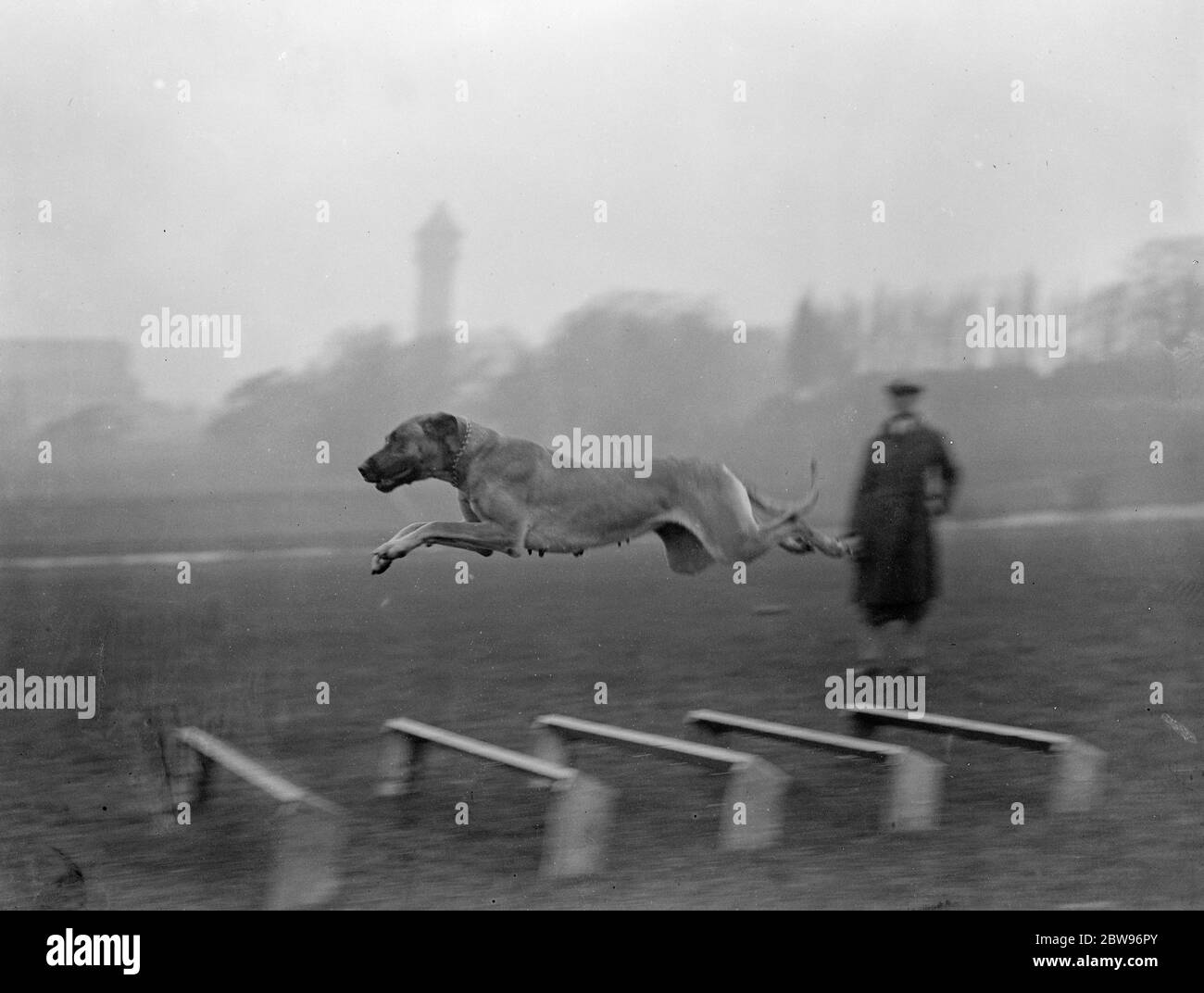Grandi danesi in prova al Crystal Palace . La riunione di primavera della società associata di ovini, polizia e cani dell'esercito dei processi di lavoro si è svolta al Crystal Palace . Per la prima volta hanno preso parte i grandi danesi e i cani della polizia belgi . Campione di Ulana Send in un bel salto durante le prove . 22 marzo 1932 Foto Stock
