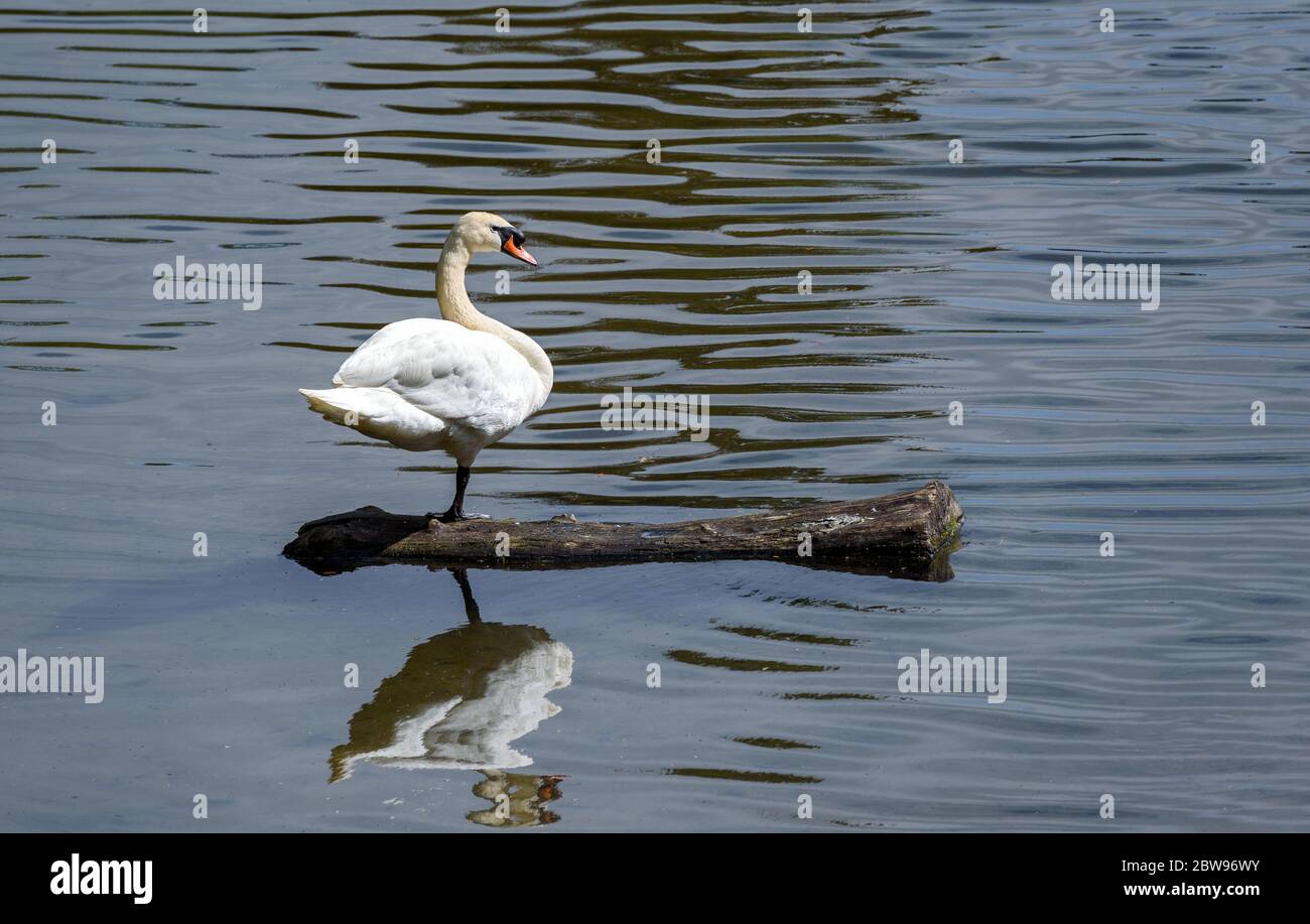 Muto cigno appollaiato su un tronco di albero che galleggia sull'acqua di un lago. Foto Stock