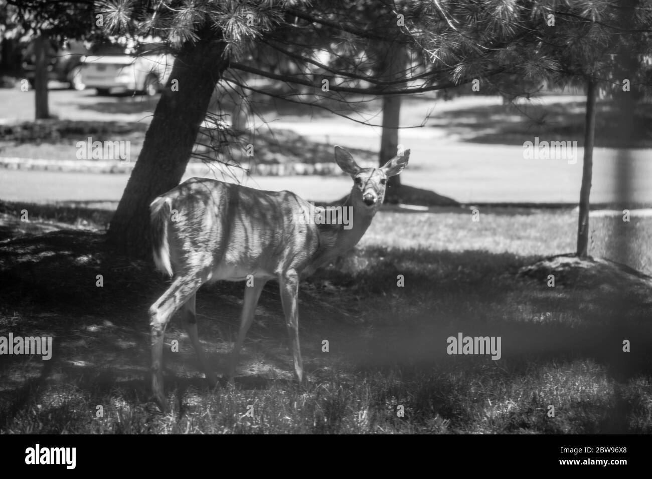 Un cervo selvaggio sul prato di una proprietà di comunità residenziale. Foto Stock