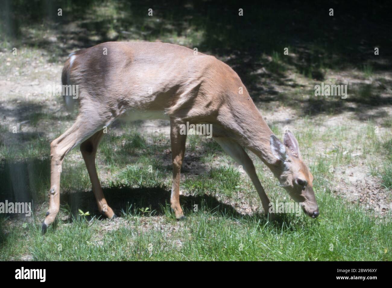 Un cervo selvaggio sul prato di una proprietà di comunità residenziale. Foto Stock