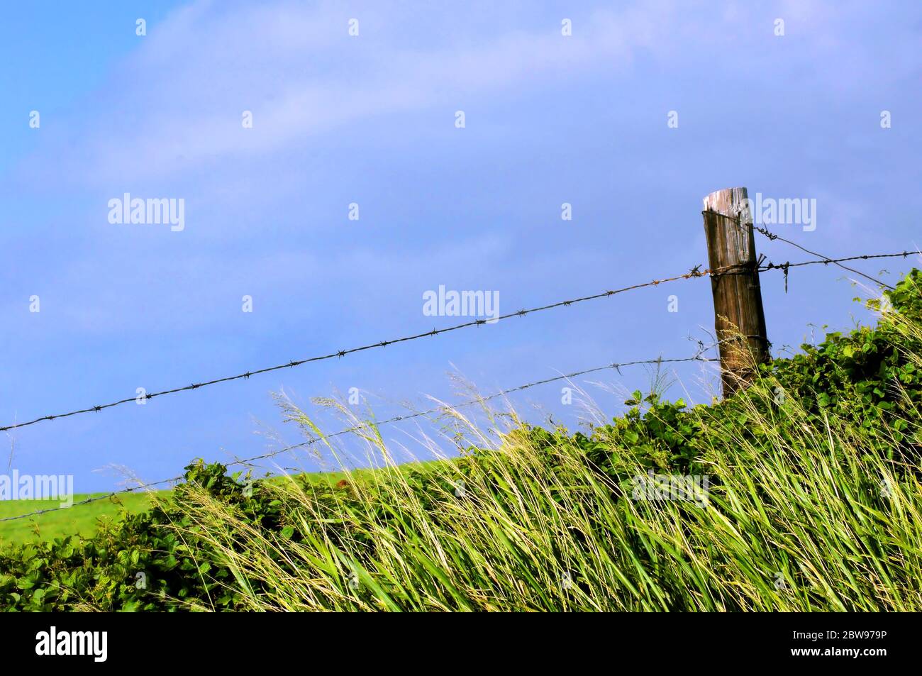 Un vecchio recinto di filo spinato sulla Big Island delle Hawaii è lentamente sostituito da nuovo recinto come le vecchie riparazioni di notizie. Vecchio palo di recinzione di legno tiene bot Foto Stock