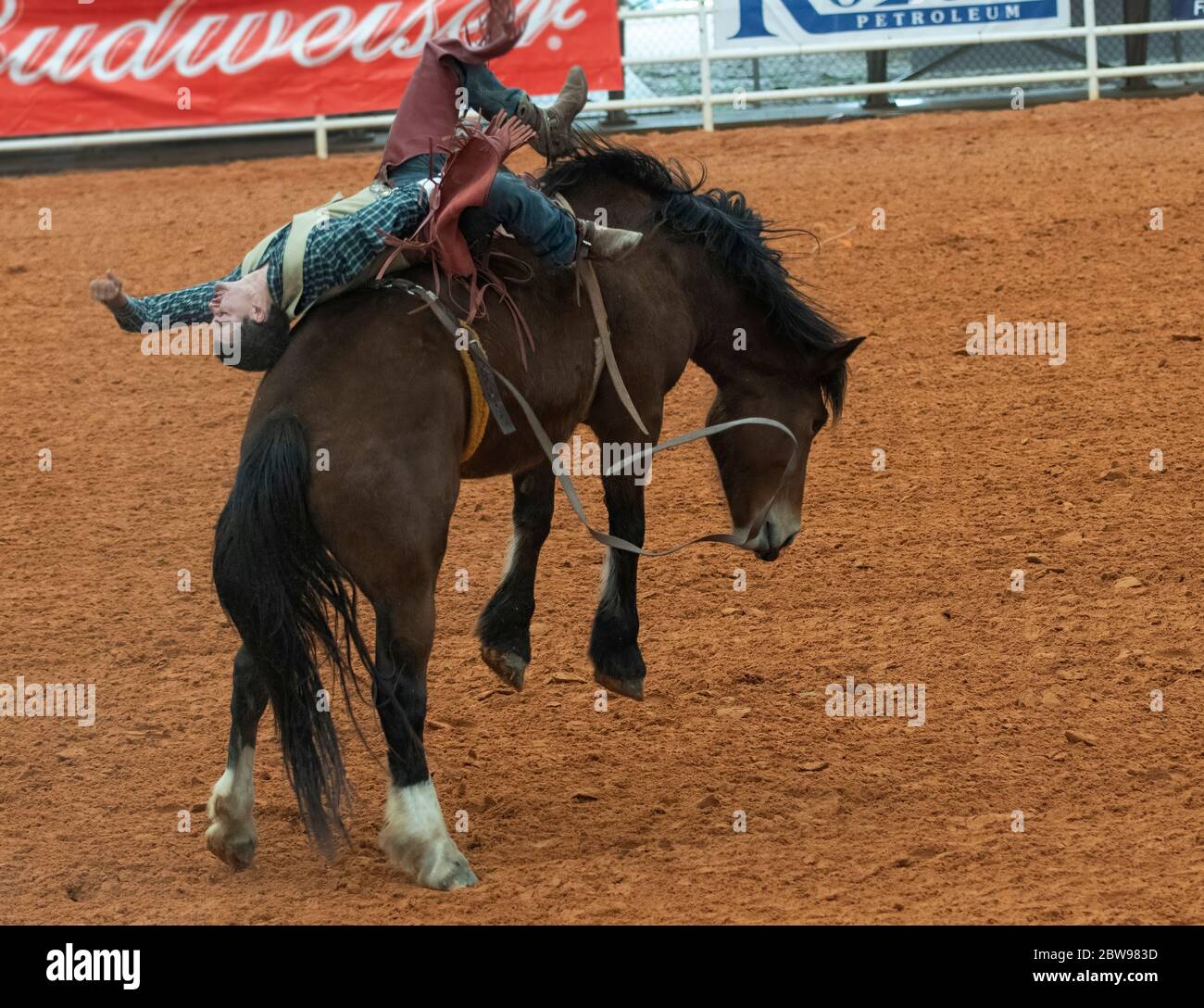 Cowboy Michael McCamman è alle spalle durante il suo giro senza ritorno all'Arcadia, Florida rodeo. Foto Stock