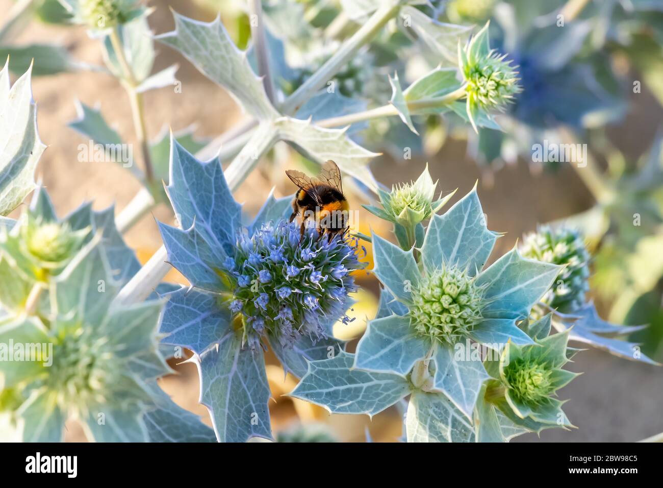 bumblebee impollina un eryngium maritimum, il mare agile o eryngo mare. La pianta ha un sistema di radici molto forte e profondo che permette di vivere i Foto Stock