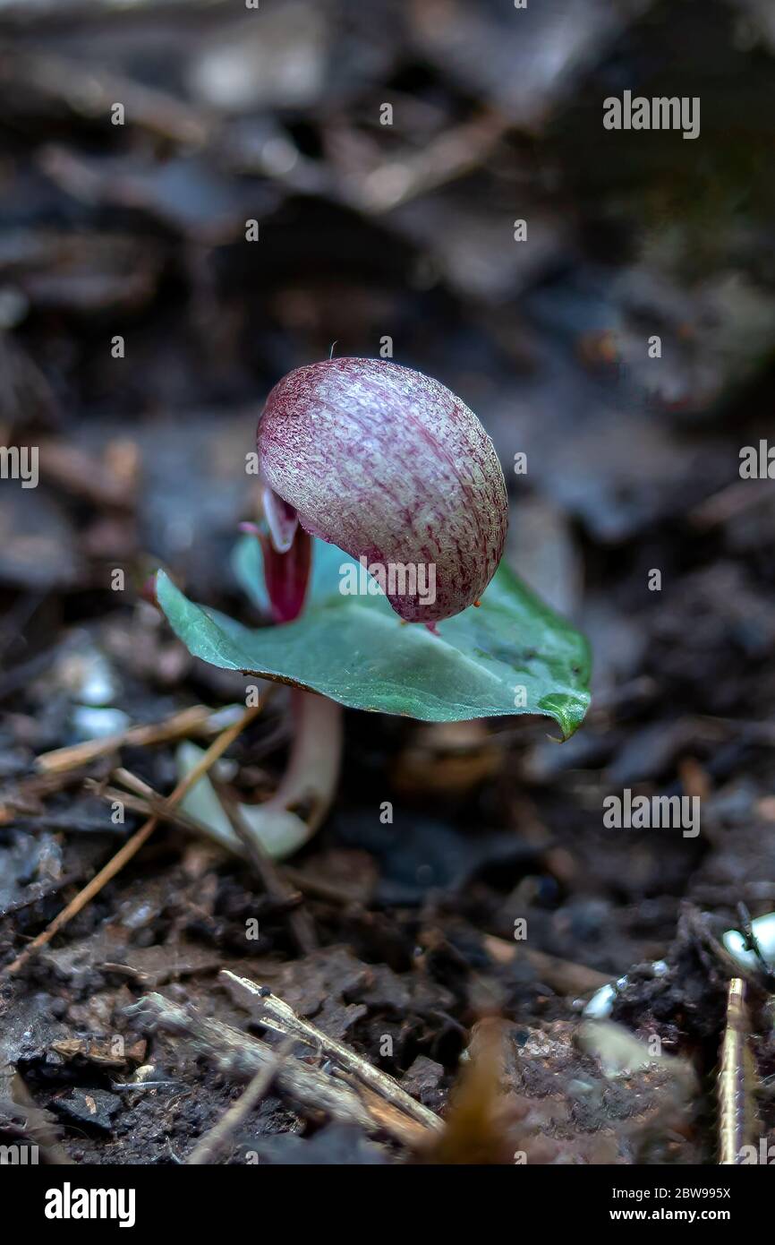 Corybas aconitiflorus, casco orchidea spurred Foto Stock