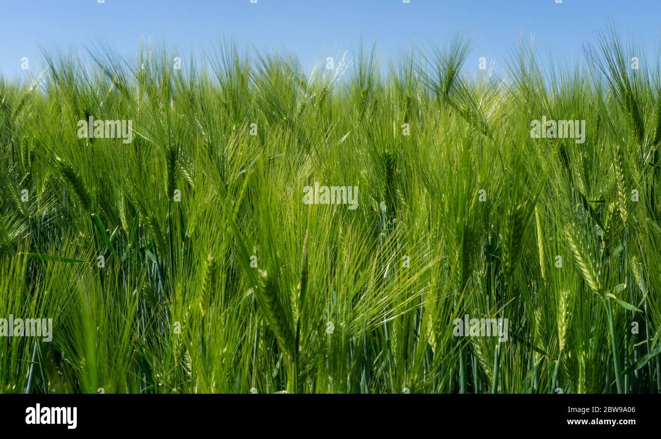 Campi di orzo, grano di Barley è usato per farina, pane di orzo, birra di orzo, alcuni whisky, alcuni vodka, e foraggio animale Foto Stock