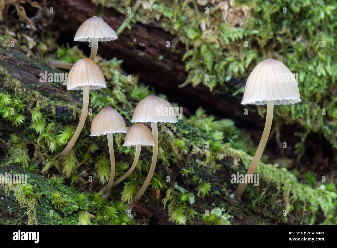 Toatsgabelli che crescono su un log di marciume coperto di muschio Foto Stock