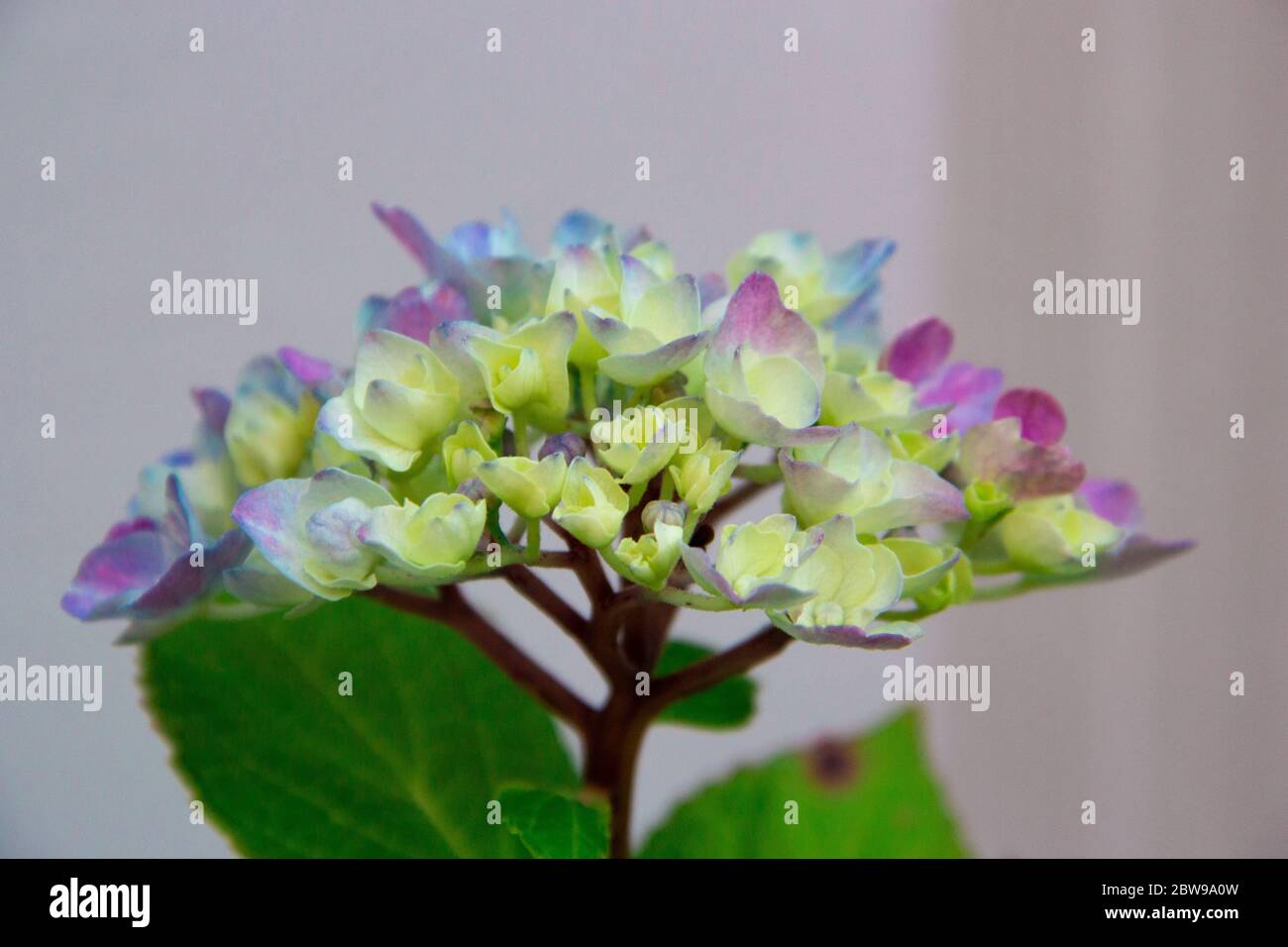 Un fiore di idrangea blu e viola in fiore Foto Stock