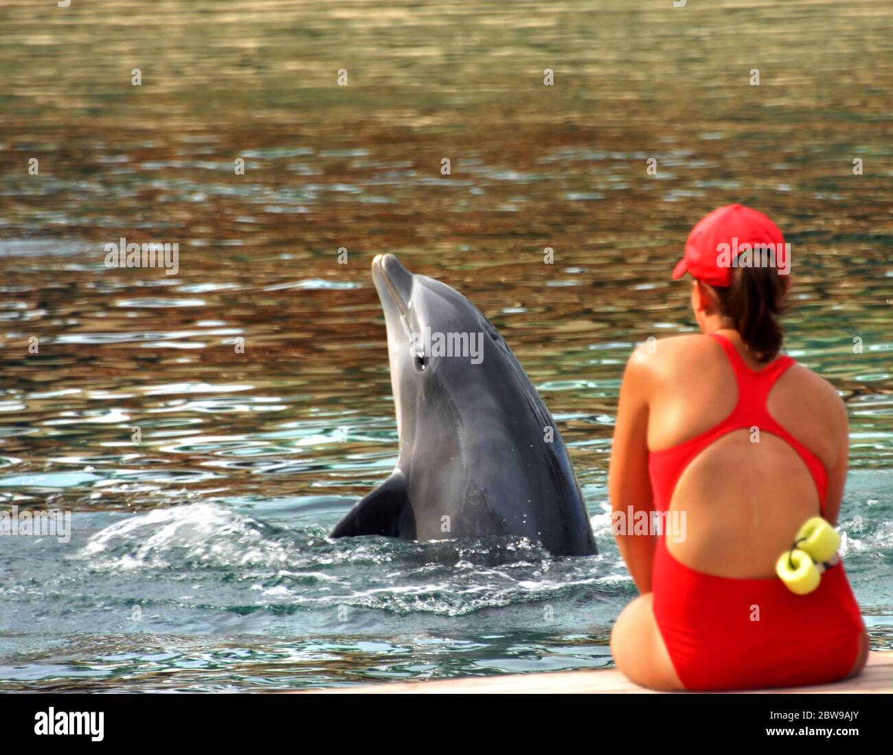 Big Island of Hawaii ha un programma che permette ai turisti di nuotare con i delfini. Questo istruttore, che indossa un costume da bagno rosso, sta mettendo questo fondo Foto Stock