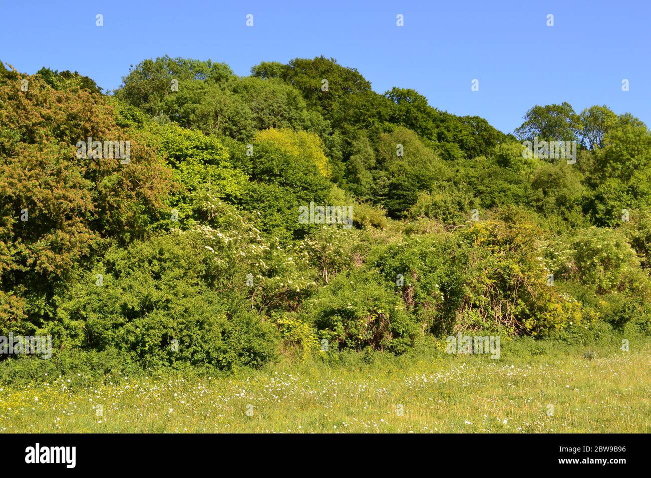 Alberi, erbe e sottobosco in gesso valle secca a Maggi fondo, la fine della primavera, inizio estate, Kent, Inghilterra. North Downs. Foto Stock