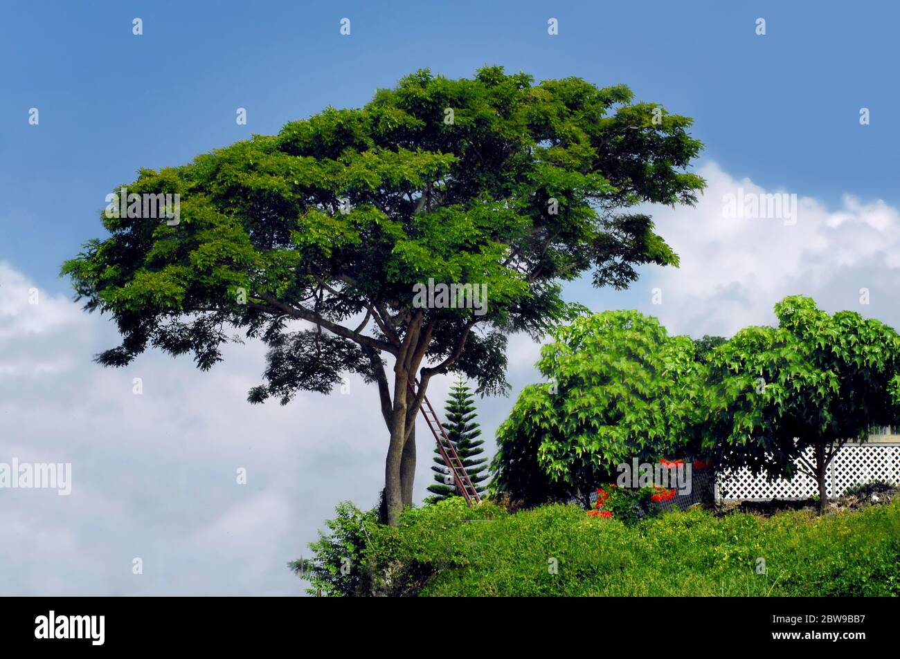 Il giardinaggio sulla grande isola delle Hawaii include coltivare anche i grandi alberi. Questo albero di scimmia pod riceve una certa attenzione. Foto Stock