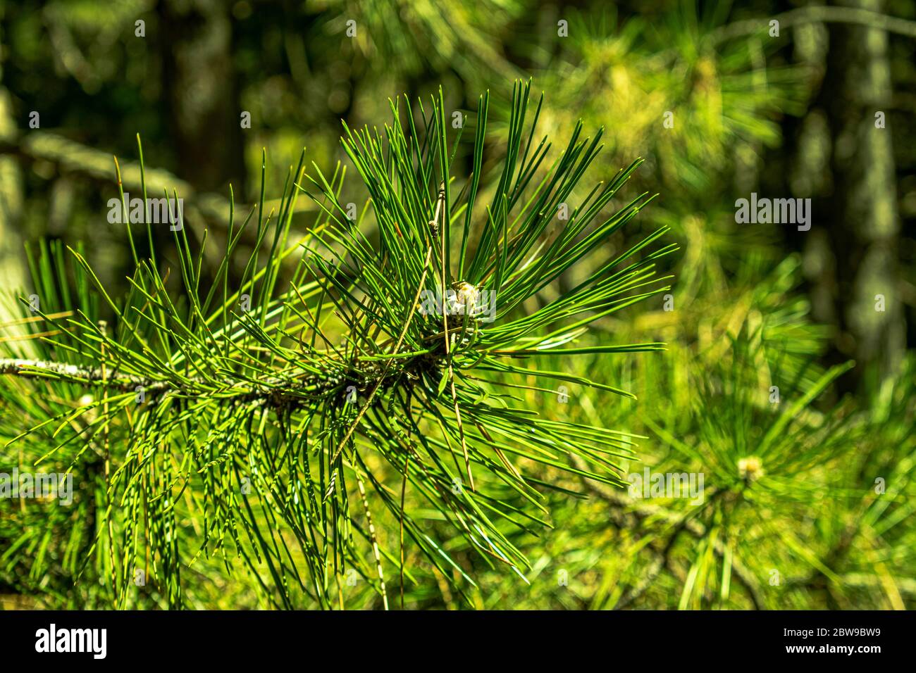 Closeup vista ramo di pino in montagna, aghi di pino sfocato sullo sfondo Foto Stock