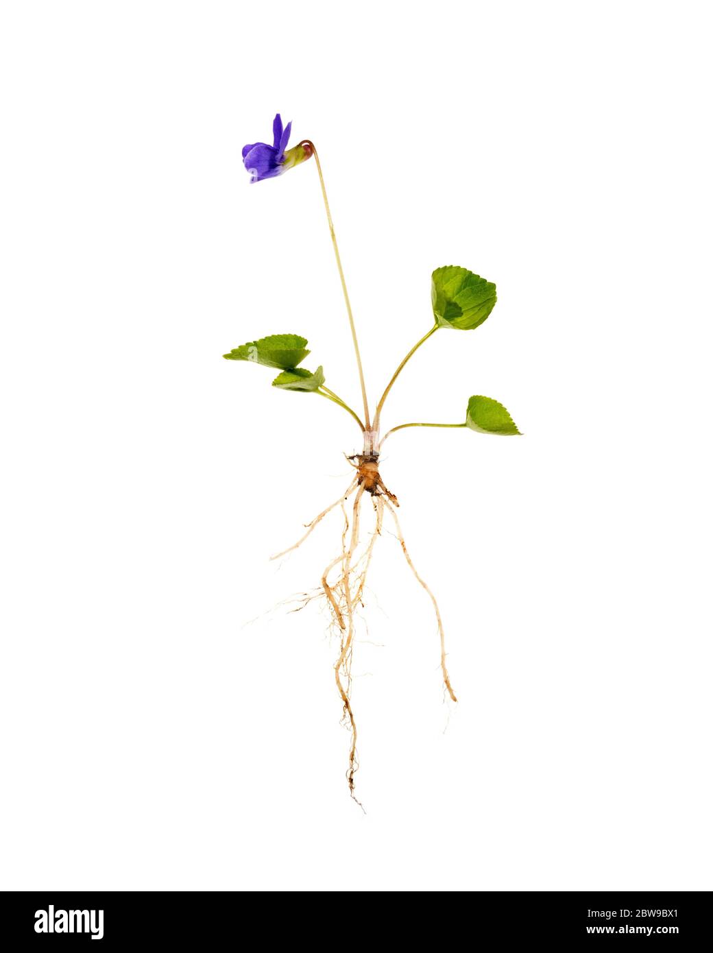 Foto botanica del viola blu comune che mostra l'intera pianta - radici, foglie e fiori. Foto Stock