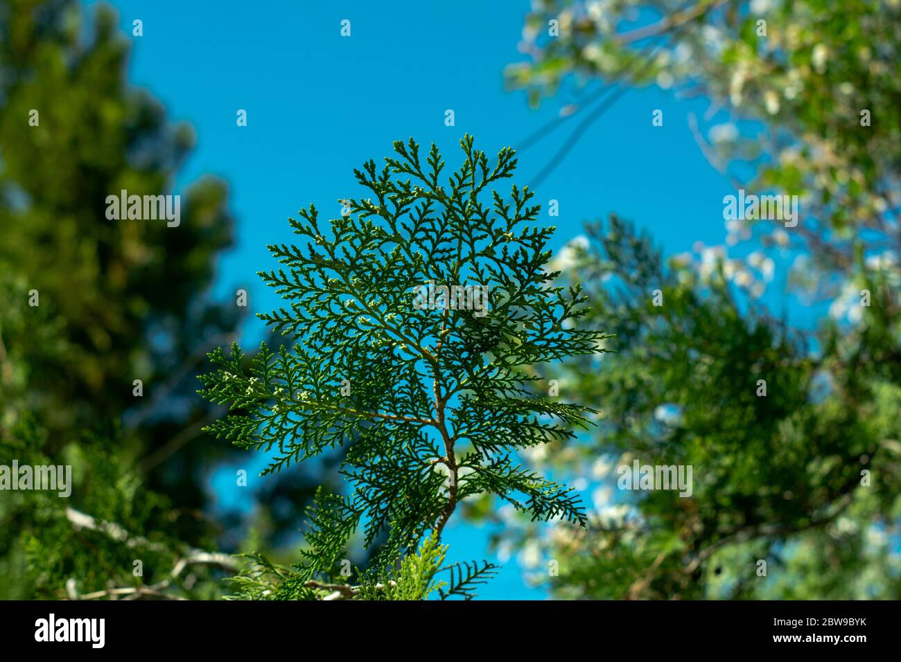 Closeup vista ramo di pino in giardino, aghi di pino sfocato sullo sfondo Foto Stock