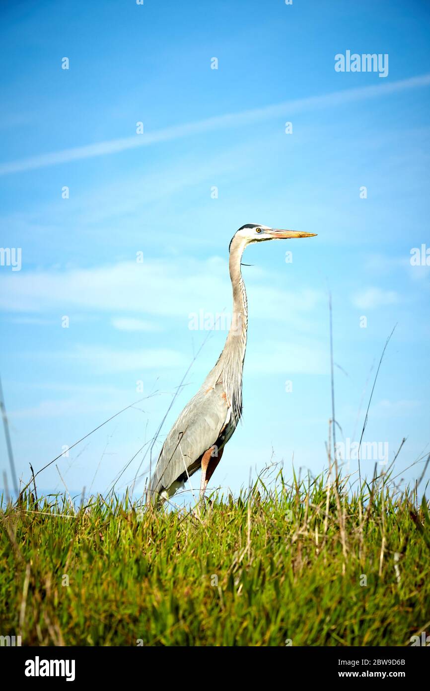 Profilo di Single Heron su erba con cielo blu in background Foto Stock